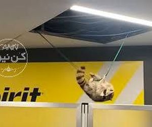 راکون بازیگوش فرودگاه نیویورک را بهم ریخت! +فیلم