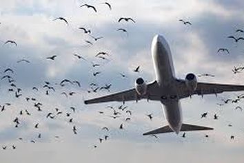 مشکلی به نام برخورد با پرندگان در صنعت هوانوردی