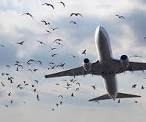 مشکلی به نام برخورد با پرندگان در صنعت هوانوردی