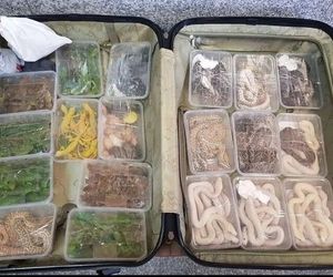 کشف محموله عجیب در فرودگاه بین‌المللی امام