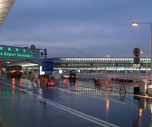 تاخیر پرواز به دلیل وجود لاکپشت روی باند