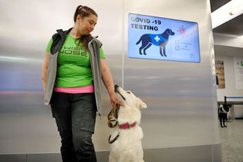 سگی که در ۱۰ ثانیه کرونا را شناسایی می‌کند 