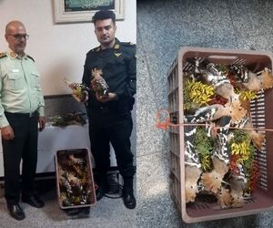 ۱۲ قطعه هدهد تاکسیدرمی شده در فرودگاه رشت کشف شد