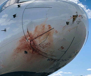 بلایی که برخورد با پرندگان سر بویینگ ۷۵۷ آمریکایی آورد