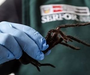 بازداشت مردی که صدها رتیل را به شکم خود بسته بود