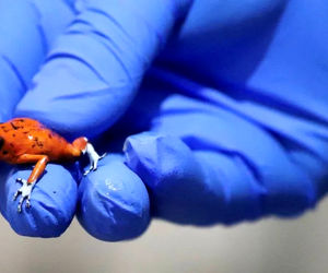  کشف و ضبط ۱۳۰ قورباغه سمی در فرودگاه! + فیلم