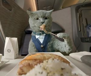 ترکیش ایرلاینز استانداردهای جدیدی برای حمل حیوانات خانگی تعیین کرد

