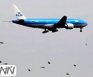 هجوم پرندگان در اطراف فرودگاه امستردام، خلبانان را بهنگام فرود و برخاستن، دچار مشکل کرده است. 