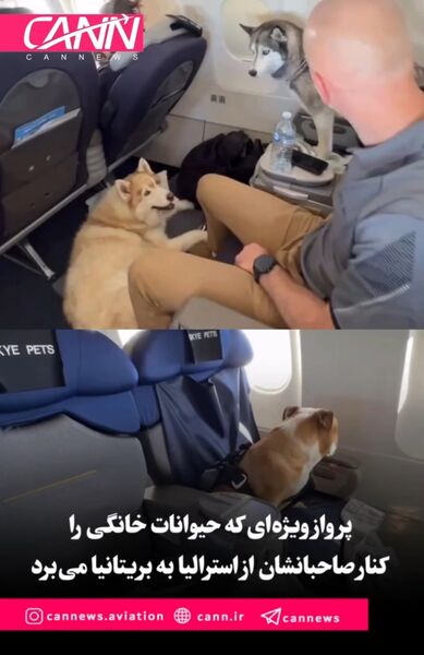 پرواز ویژه‌ای که حیوانات خانگی را کنار صاحبانشان از استرالیا به بریتانیا می‌برد