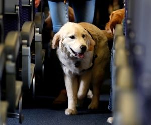 ایتالیا برای نخستین بار درهای کابین هواپیما را به روی حیوانات خانگی بزرگ گشود