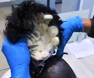 بازداشت مسافر در فرودگاه کلمبیا به دلیل حمل مواد مخدر در کلاه‌گیس  +فیلم