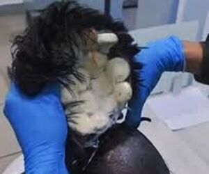 بازداشت مسافر در فرودگاه کلمبیا به دلیل حمل مواد مخدر در کلاه‌گیس  +فیلم
