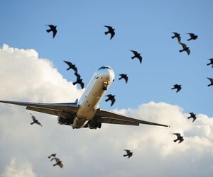 پرندگان بلای جان هواپیماها 