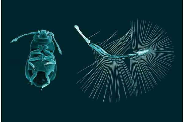 ساخت نسل جدید ریزپرنده‌ها با الهام از پرواز حشرات ریز