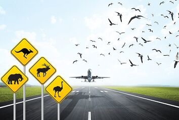 خطر حیات وحش برای صنعت هوانوردی