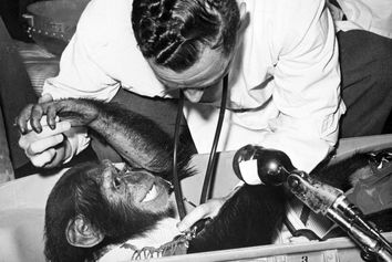 60 سالگی سفر شامپانزه به فضا 