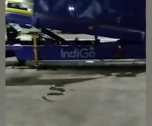 وحشت مسافران با دیدن مار در هواپیما