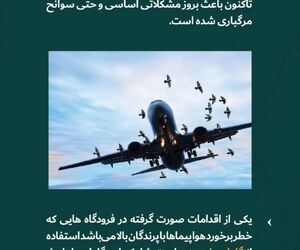 اقدامات صورت گرفته در برخورد با پرندگان 