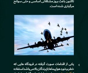 اقدامات صورت گرفته در برخورد با پرندگان 