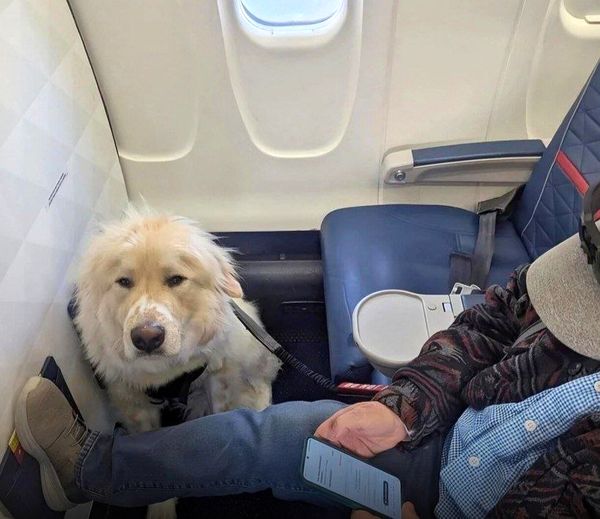 فرود اضطرای برای نجات یک سگ بیمار؛ اقدام نادر "دلتا ایرلاینز"