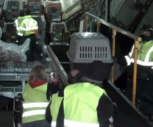 انتقال ۳۰۰ سگ و گربه از افغانستان به ونکوور!