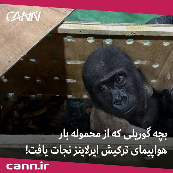 بچه گوریلی که از محموله بار هواپیمای ترکیش ایرلاینز نجات یافت! +فیلم

