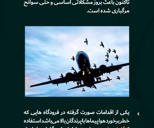 اقدامات صورت گرفته در برخورد پرندگان با هواپیما