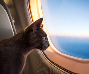 شرایط حمل حیوانات خانگی با هواپیما