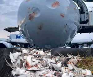 برخورد هواپیمای ایرباس A320 با دسته بزرگی از پرندگان