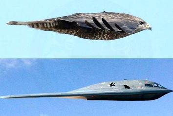 طراحی با الهام گرفتن از طبیعت