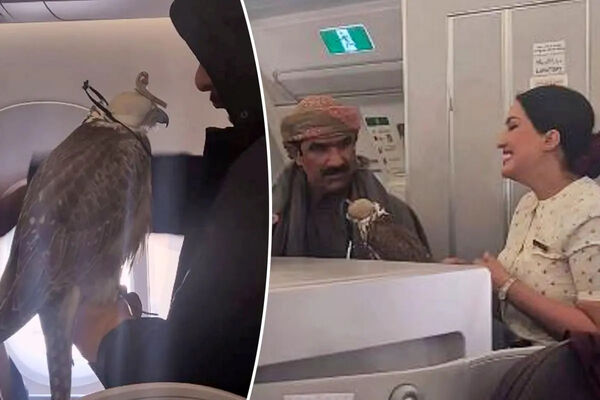 مسافران قطری با شاهین‌های شکاری خود سوار هواپیما شدند! +فیلم