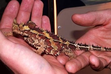 کشف ۱۲۰ خزنده قبل از ورود به هواپیما در فرودگاه امام + عکس