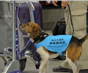 استفاده از سگ‌های ردیاب پو‌ل‌های غیرقانونی در فرودگاه‌های ژاپن